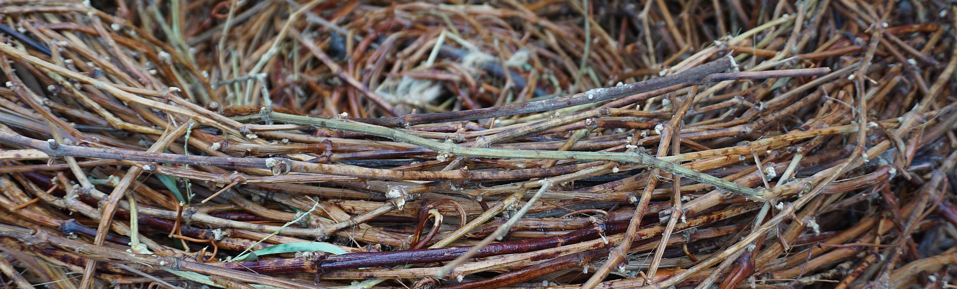 Hand Woven Nests