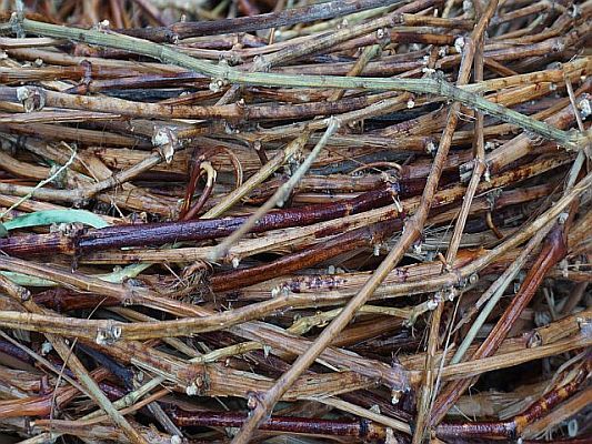 Hand Woven Nests